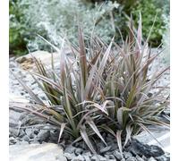 Thompson & Morgan Astelia X Nervosa Red Shadow - Copper-Red Evergreen Architectural Accent Plant - Hardy Perennial - 9Cm Pots