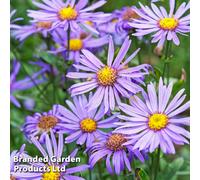 Thompson & Morgan Aster Amellus Rudolf Goethe 1 Litre Potted Plant X 1