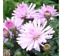 Thompson & Morgan Aster Chatterbo 1 Litre Potted Plant X 1