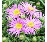 Thompson & Morgan Aster Dandy 1 Litre Potted Plant X 1