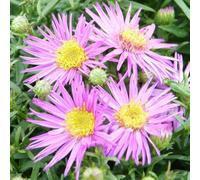 Thompson & Morgan Aster Dandy 1 Litre Potted Plant X 2
