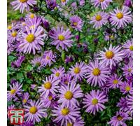 Thompson & Morgan Aster Dumosus Island Barbados 1 Litre Potted Plantx 1