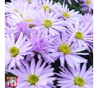 Thompson & Morgan Aster Lady In Blue 1 Litre Potted Plant X 2