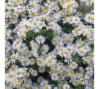 Thompson & Morgan Aster Novi-Belgii Apollo 1 Litre Potted Plant X 1