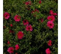 Thompson & Morgan Aster Novi-Belgii Jenny 1 Litre Potted Plant x 1