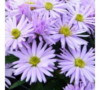 Thompson & Morgan Aster Novi-Belgii Lady In Blue Double Lavender-Blue Compact Dwarf For Containers Borders & Wildlife. 1X 3L Pot.