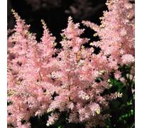Thompson & Morgan Astilbe 'look At Me' - 6 Bare Root Plants