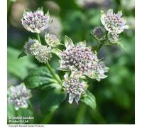 Thompson & Morgan Astrantia Major Star Of Billion 1 Litre Potted Plant X 1