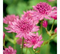Thompson & Morgan Astrantia Roma 1 Litre Potted Plant X 3