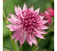 Thompson & Morgan Astrantia Roma 9Cm Potted Plant - 3 Plants