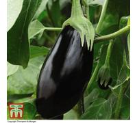 Thompson & Morgan Aubergine Black Beauty - 1 Seed Packet (8 Seeds)