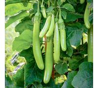 Thompson & Morgan Aubergine Green Knight F1 1 Seed Packet, Green