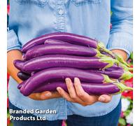 Thompson & Morgan Aubergine Violet Knight F1 1 Seed Packet, Purple