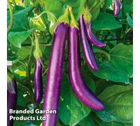 Thompson & Morgan Aubergine Violet Knight F1 1 Seed Packet, Purple