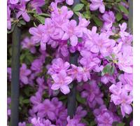 Thompson & Morgan Azalea 'Dwarf Collection' 9cm x 4 (1 of each colour)