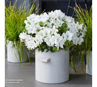 Thompson & Morgan Azalea Encore Pure White 3 Litre Potted Plant X 1