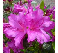 Thompson & Morgan Azalea Japonica Blue Danube Compact Evergreen Pink-Blue Blooms 9Cm Pot