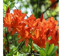 Thompson & Morgan Azalea Japonica Orange 17Cm Potted Plant X 1