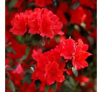 Thompson & Morgan Azalea Japonica Red 17Cm Potted Plant X 1