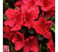 Thompson & Morgan Azalea Johanna 3 Litre Potted Plant X 1