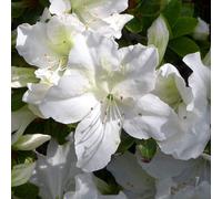 Thompson & Morgan Azalea Mary Helen 2 Litre Potted Plant X 2