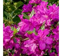 Thompson & Morgan Azalea Wombat 3 Litre Potted Plant X 1