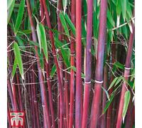 Thompson & Morgan Bamboo Fargesia Asian Wonder Potted Plant 9Cm Pot X 2