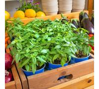 Thompson & Morgan Basil Basilicious Thai-Zing F1 Half-Hardy Annual 1 Packet X 100 Seeds By T&m