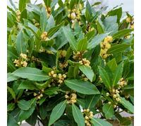 Thompson & Morgan Bay - Laurus Nobilis Bush 10.5Cm Potted Plant X 1