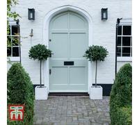 Thompson & Morgan Bay Tree - 1 X 2 Litre Potted Plant (Standard - 70Cm Tall)