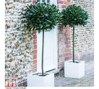 Thompson & Morgan Bay Tree - 1 X 4 Litre Potted Plant (Standard - 90-110Cm Tall)