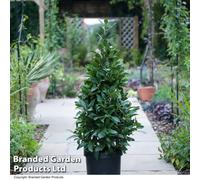 Thompson & Morgan Bay Tree Pyramid 60-70Cm 2 Litre Potted Plant X 1