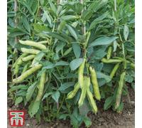 Thompson & Morgan Bean (Broad Bean) Luz De Otono 1 Seed Packet (35 Seeds)