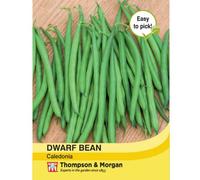 Thompson & Morgan Bean Dwarf Caledonia 1 Seed Packet (100 Seeds), Green