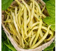 Thompson & Morgan Bean Dwarf French Adoration (Yellow) 1 Seed Packet (40 Seeds)