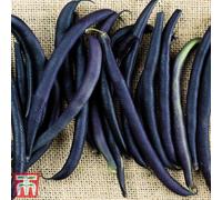 Thompson & Morgan Bean Dwarf French Celine 1 Packet (120 Seeds)