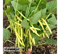 Thompson & Morgan Bean Dwarf French Dior 1 Packet (100 Seeds)