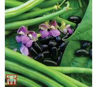 Thompson & Morgan Bean Dwarf Nautica 1 Seed Packet (100 Seeds), Green