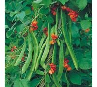 Thompson & Morgan Bean (Runner) Butler 1 Seed Packet (35 Seeds)