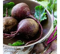 Thompson & Morgan Beetroot Beta Vulgaris Jolie F1 1 Seed Packet (140 Seeds)