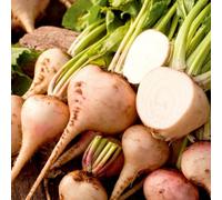 Thompson & Morgan Beetroot Bulls Blood Seeds - Crimson Foliage & Edible Roots (90 Seeds) By T&m