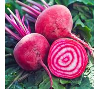 Thompson & Morgan Beetroot 'chioggia' 1 Seed Packet
