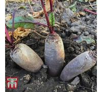 Thompson & Morgan Beetroot Cylindra 1 Seed Packet (100 Seeds)