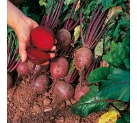 Thompson & Morgan Beetroot Globe 2 4 Seed Packets