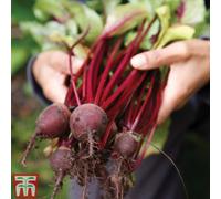 Thompson & Morgan Beetroot Pablo F1 Hybrid 1 Seed Packet (200 Seeds)