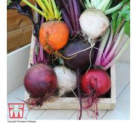 Thompson & Morgan Beetroot Rainbow Mix 1 Seed Packet (250 Seeds)