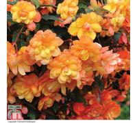 Thompson & Morgan Begonia Apricot Shades 5 Tubers