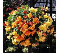Thompson & Morgan Begonia Apricot Shades Improved F1 Hanging Baskets & Incredicompost 10X Bulbs 2X Baskets 25L Incredicompost By Thompson And Morgan