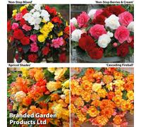 Thompson & Morgan Begonia Bonanza Bundle - 30 Tubers