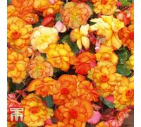 Thompson & Morgan Begonia Cascading Fireball 5 Tubers